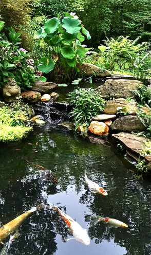 Koi Pond in Brices Creek, NC